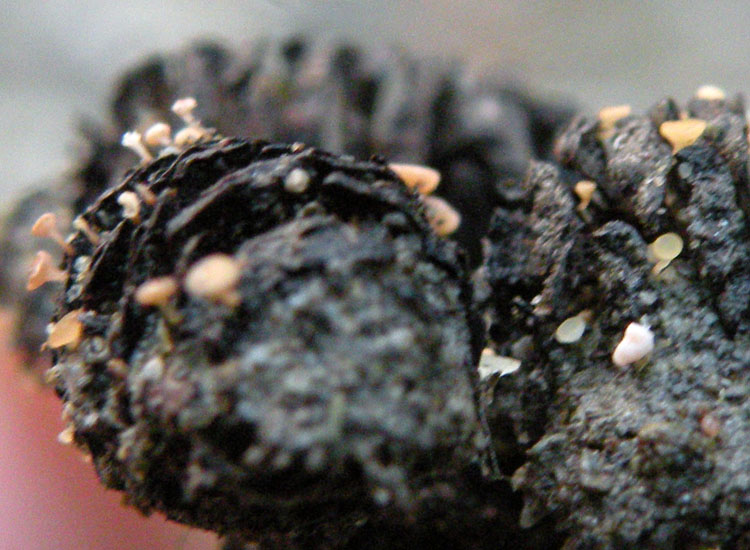 Forse non � Hymenoscyphus fructigenus ....